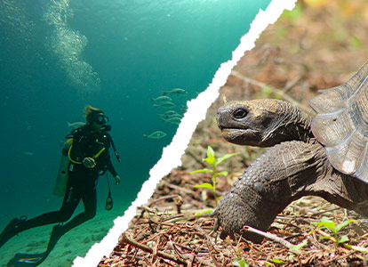 Buceo y paquetes turísticos.